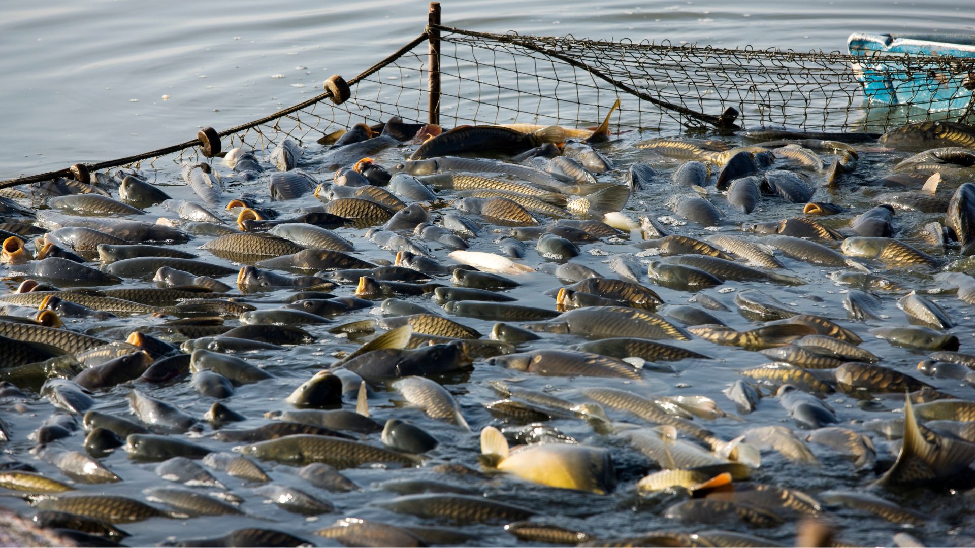ile kosztuje karp 2025